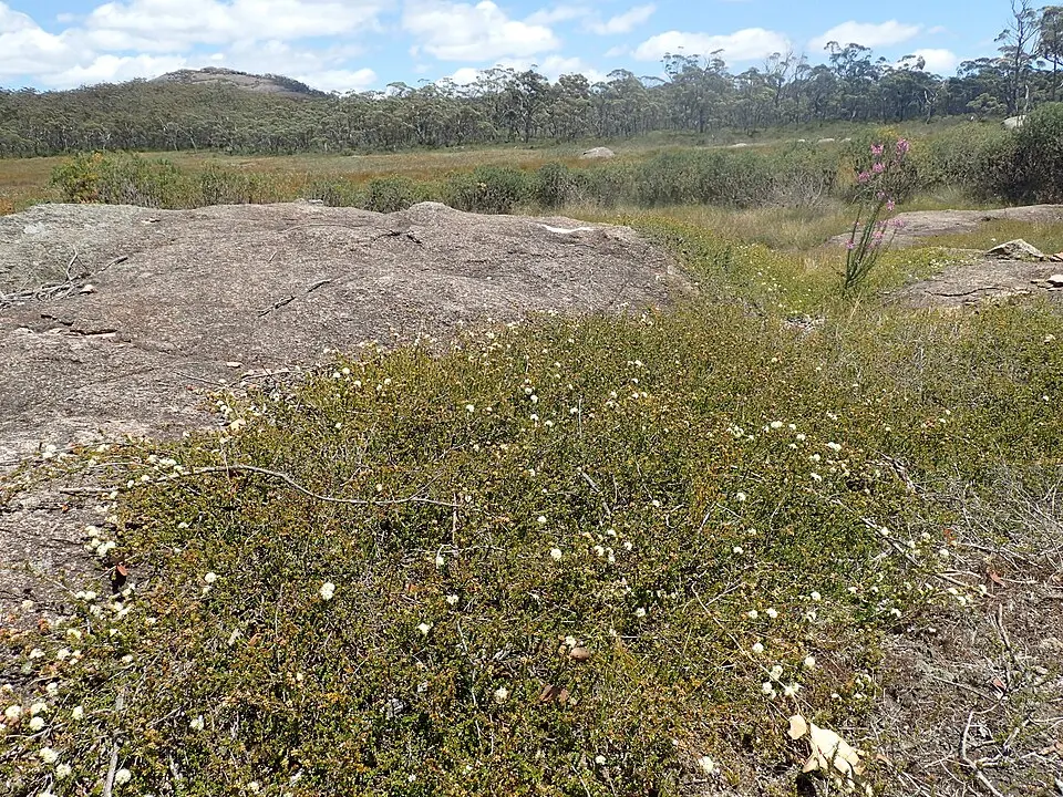 Gibraltar Range National Park