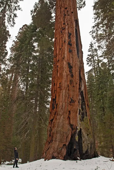Sequoia National Park