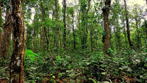 Singra National Park