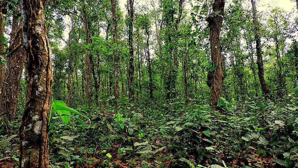 Singra National Park