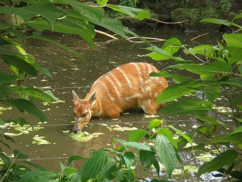 Saiwa Swamp National Park