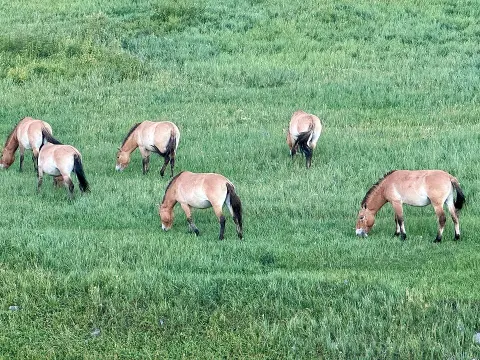 Khustain Nuruu National Park