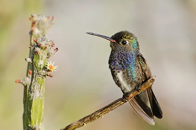 Boa Nova national park