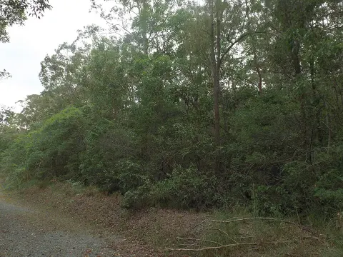 Nerang National Park