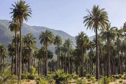 Las Palmas de Cocalán National Park