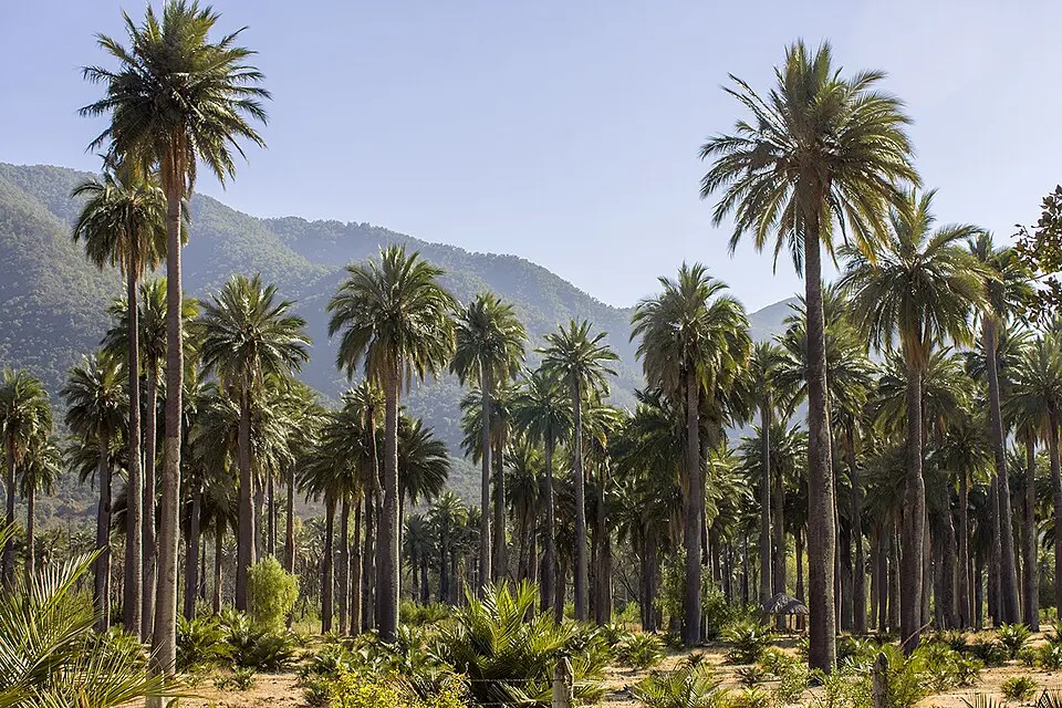 Las Palmas de Cocalán National Park