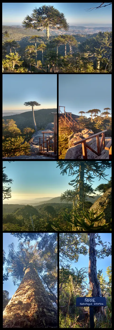 Nahuelbuta National Park