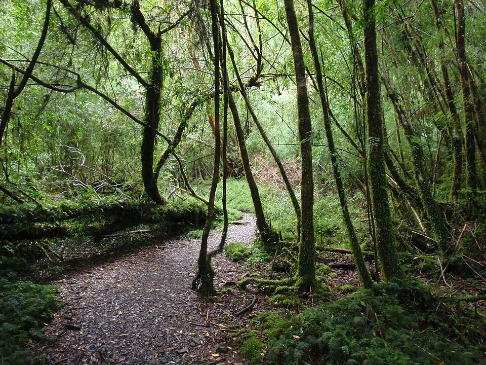 Alerce Andino National Park