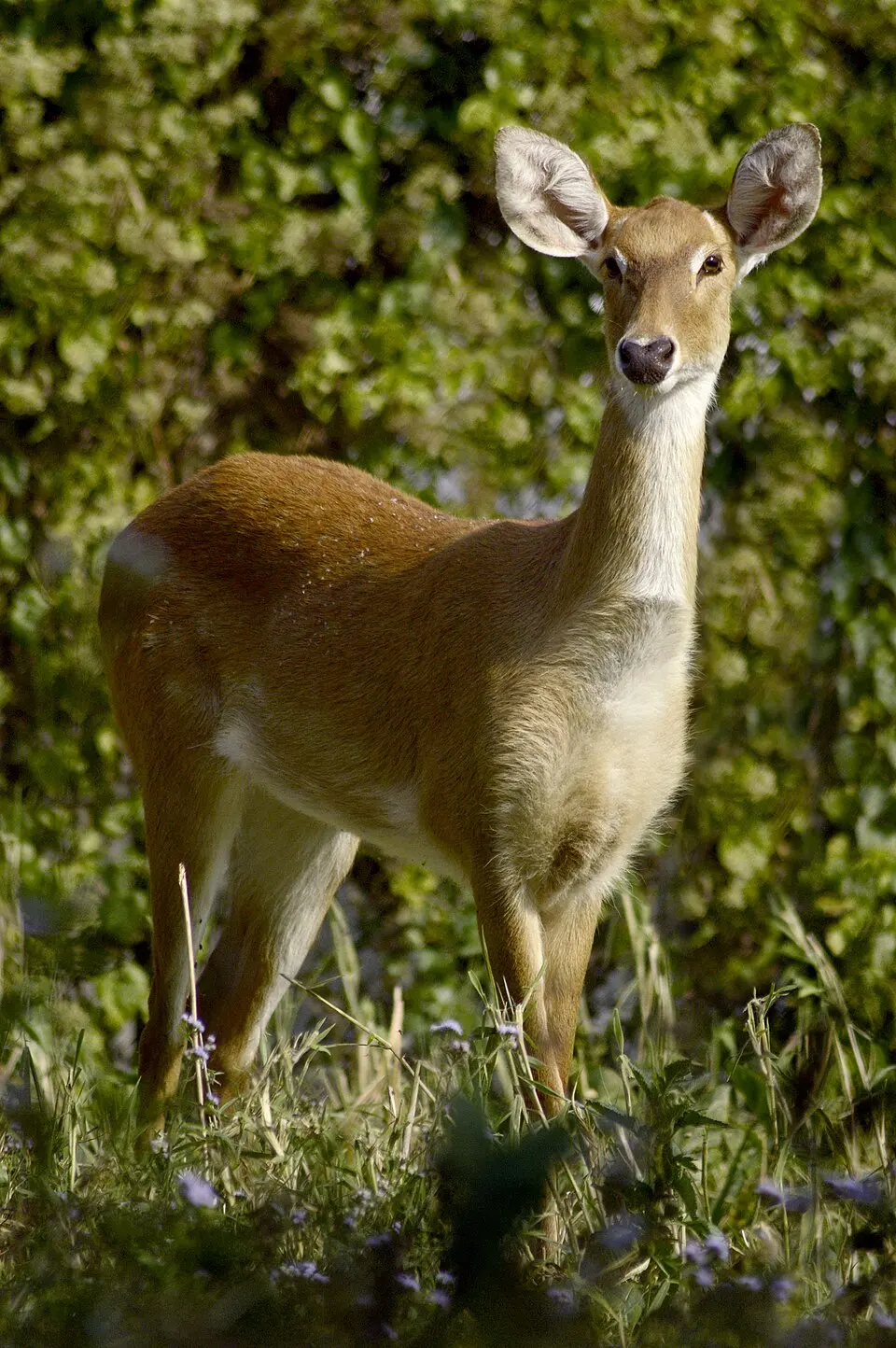Keibul Lamjao National Park
