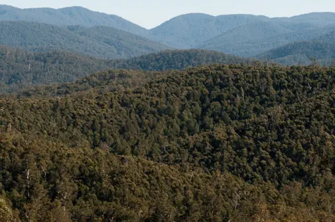 Errinundra National Park