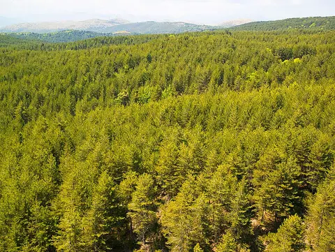 Skiritida forest