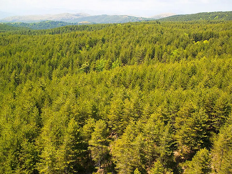 Skiritida forest