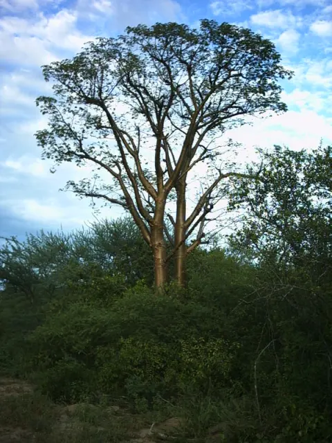 Médanos del Chaco National Park