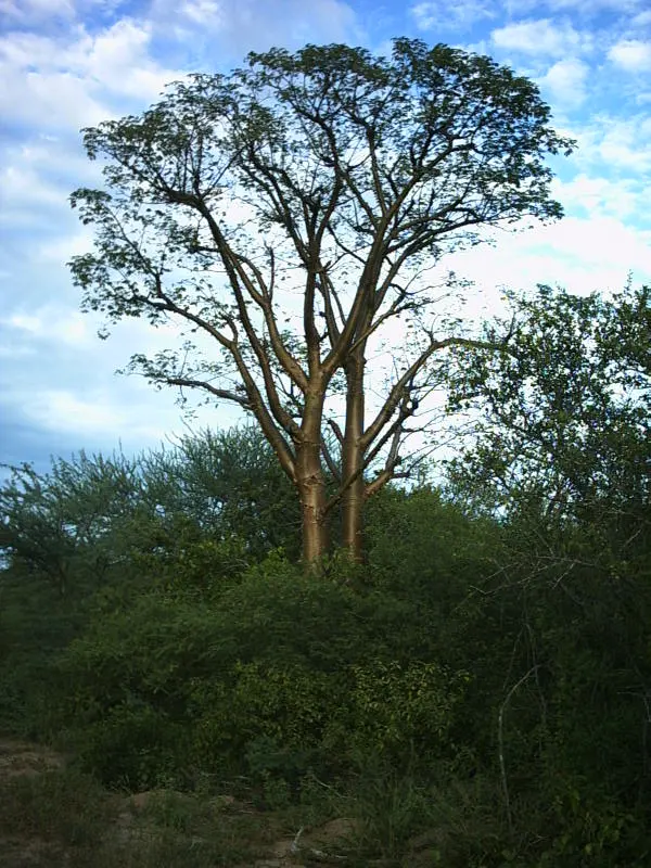Médanos del Chaco National Park