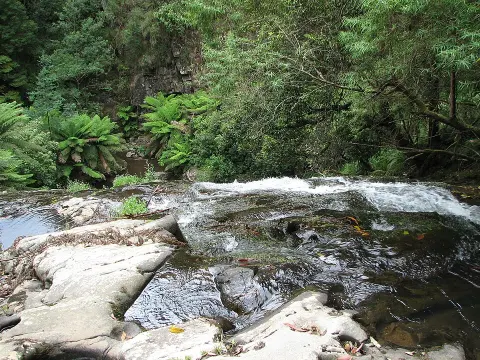 Tarra-Bulga National Park