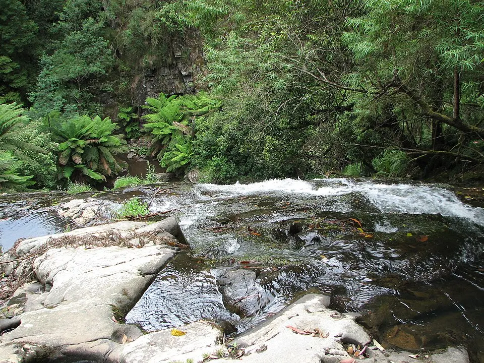 Tarra-Bulga National Park
