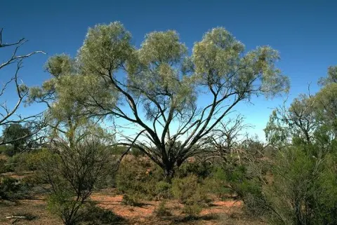 Lake Bindegolly National Park