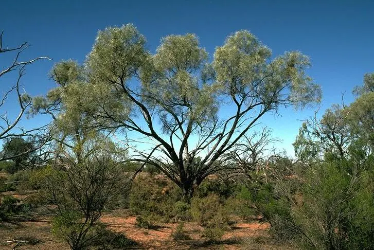 Lake Bindegolly National Park