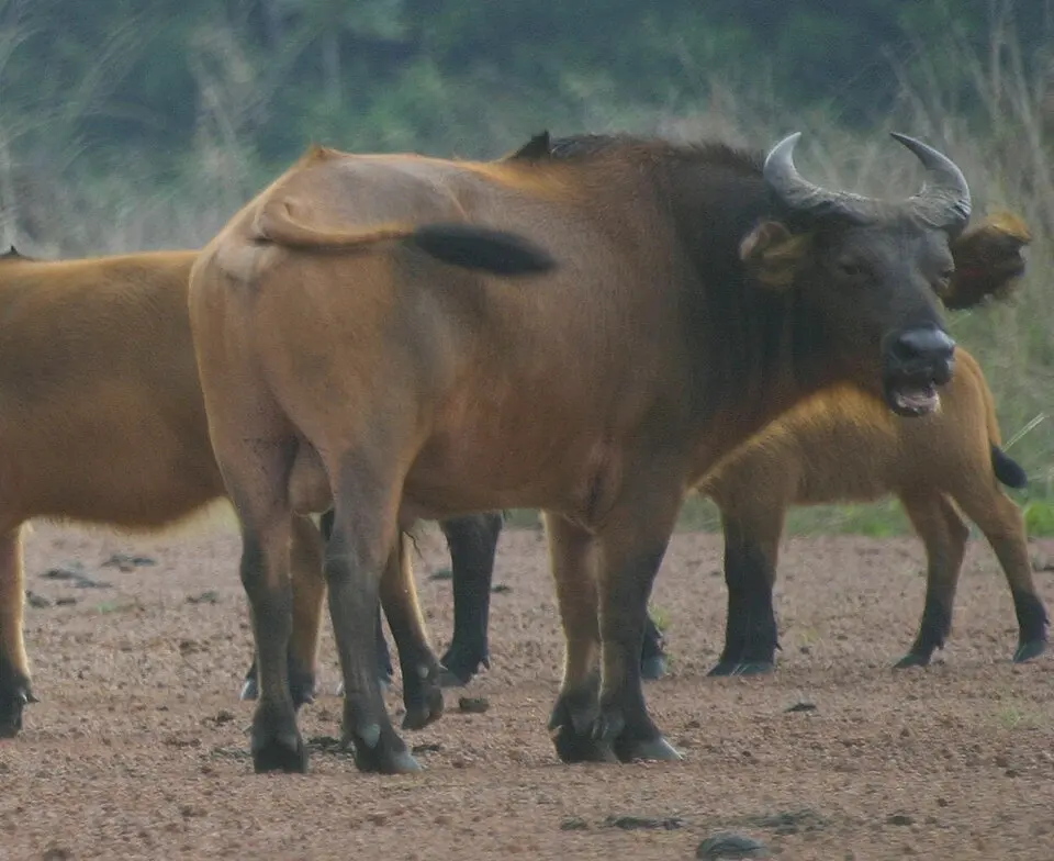 Lobéké National Park