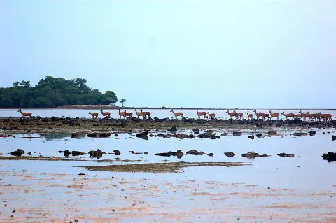 Baluran National Park