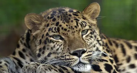 Land of the Leopard National Park