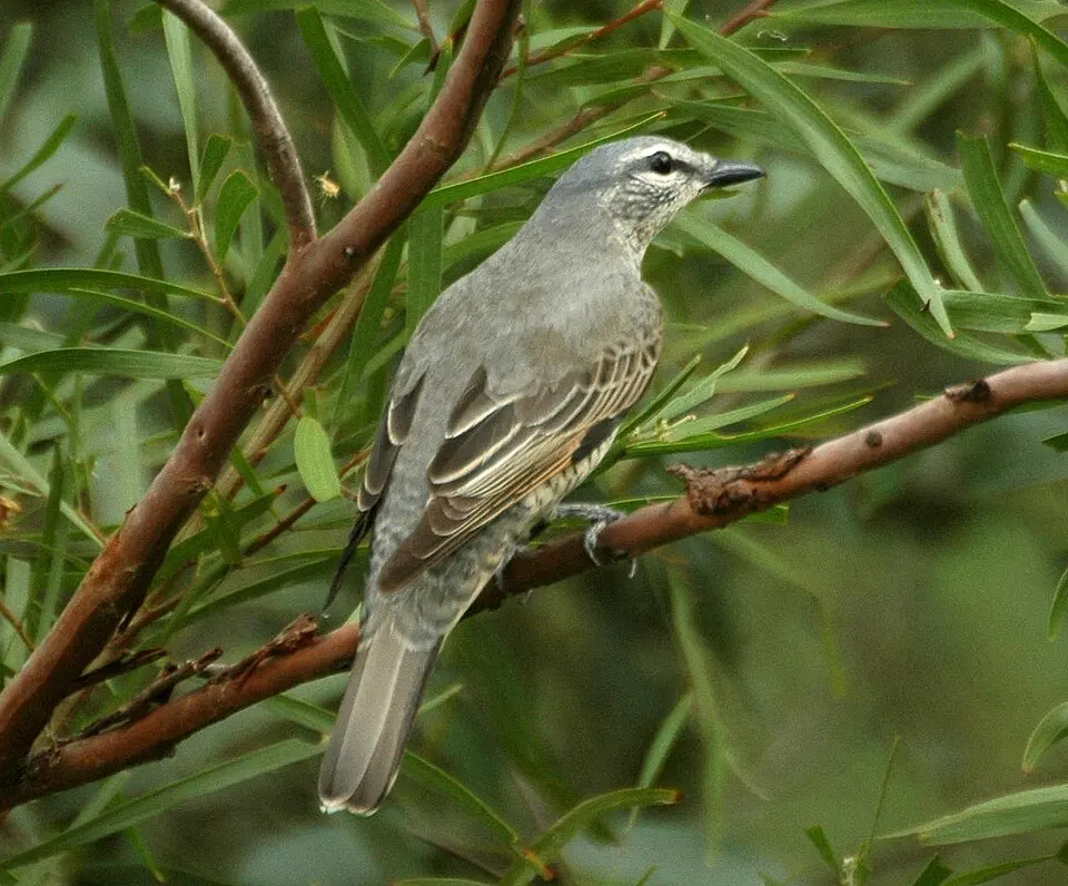 Lockyer National Park