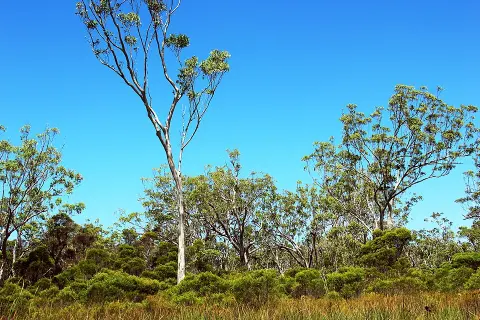 Mooloolah River National Park