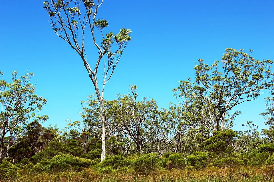 Mooloolah River National Park