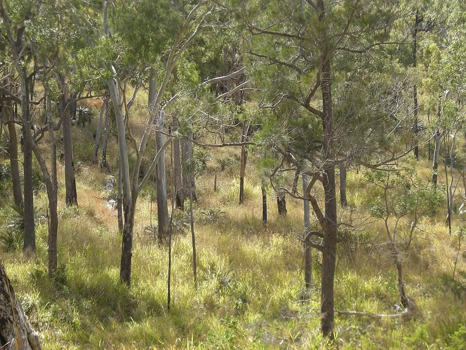 Mount Archer National Park
