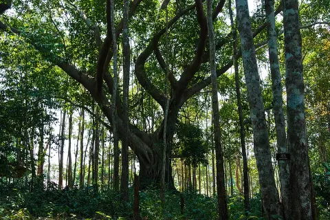 Khao Chamao – Khao Wong National Park
