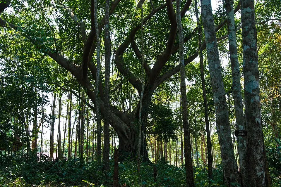 Khao Chamao – Khao Wong National Park