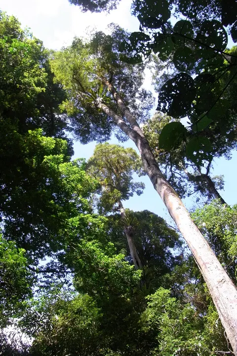 Tapin Tops National Park