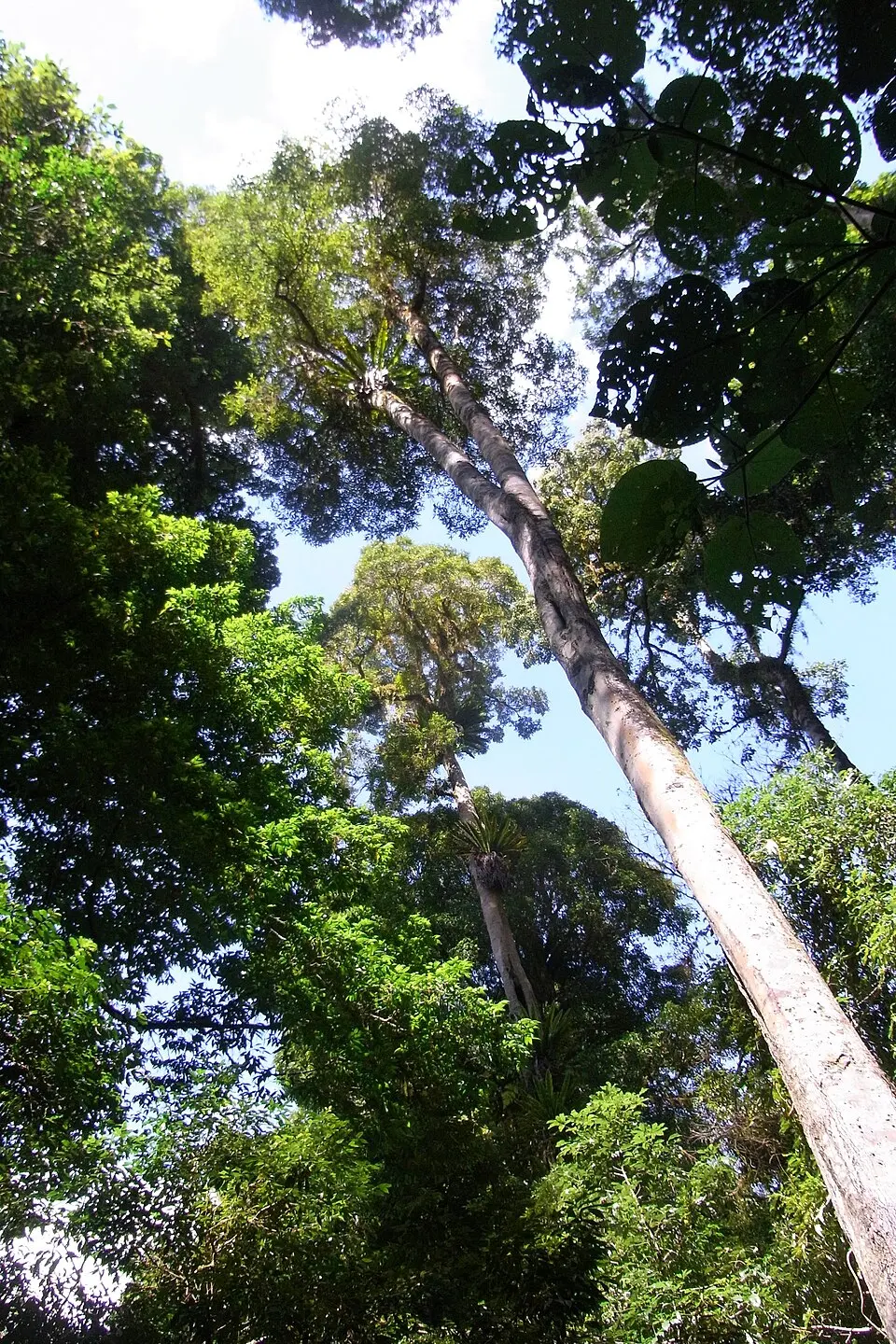 Tapin Tops National Park