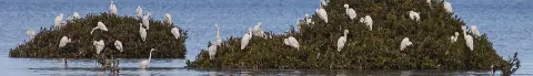 Adelaide International Bird Sanctuary National Park - Winaityinaityi Pangkara National Park