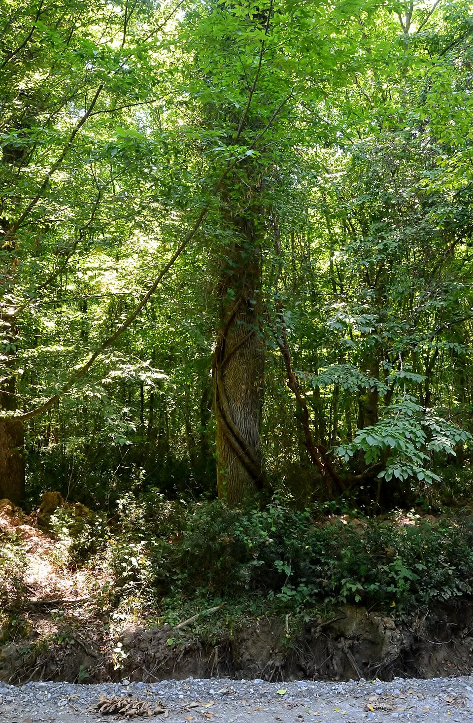 İğneada Swamp National Park