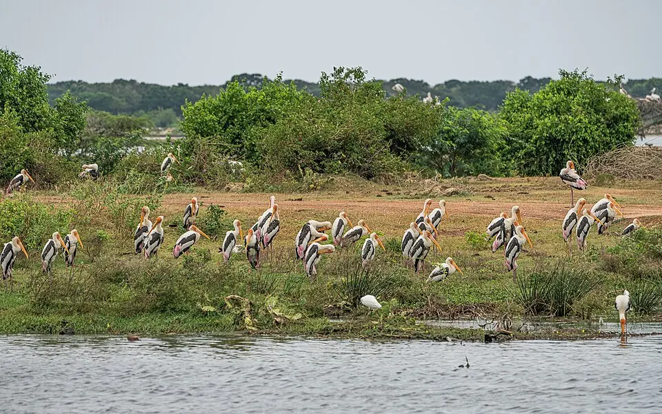 Bundala National Park