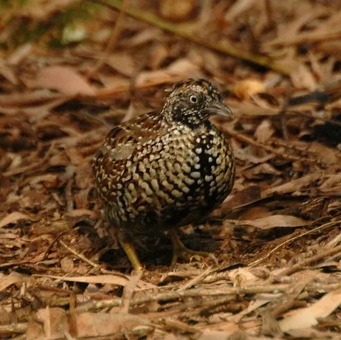 Oakview National Park