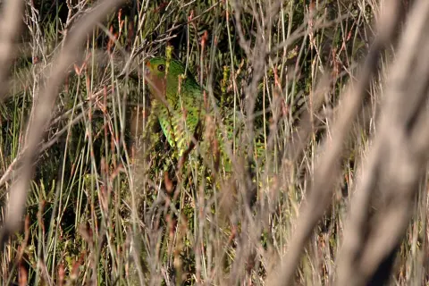 Poona National Park