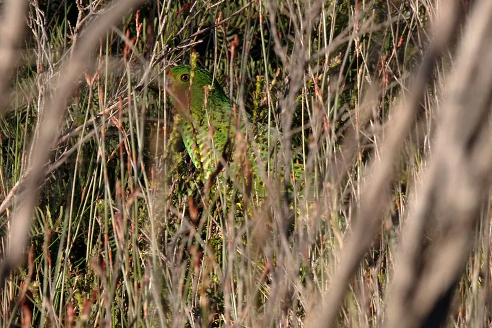 Poona National Park
