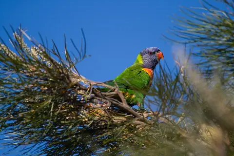 Baga National Park