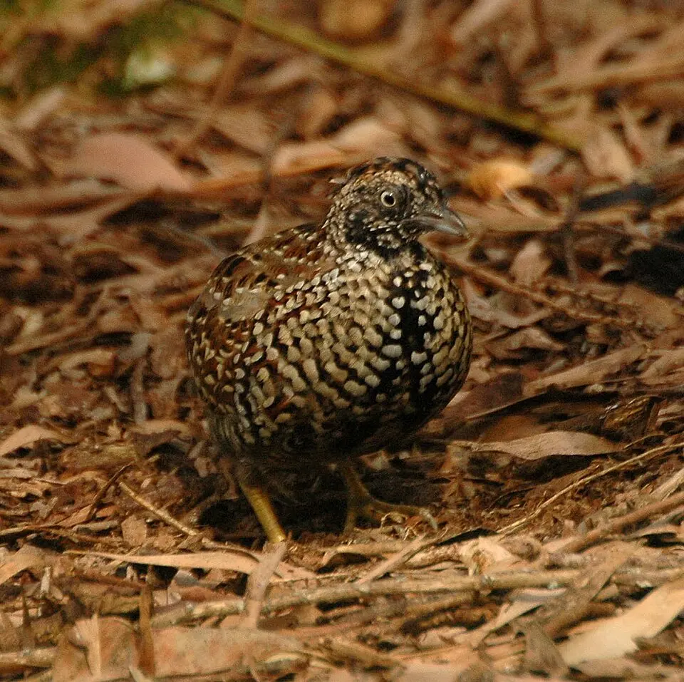 Palmgrove National Park