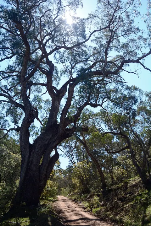 Yanununbeyan National Park