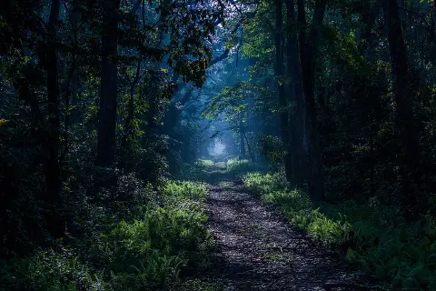 Buxa Tiger Reserve