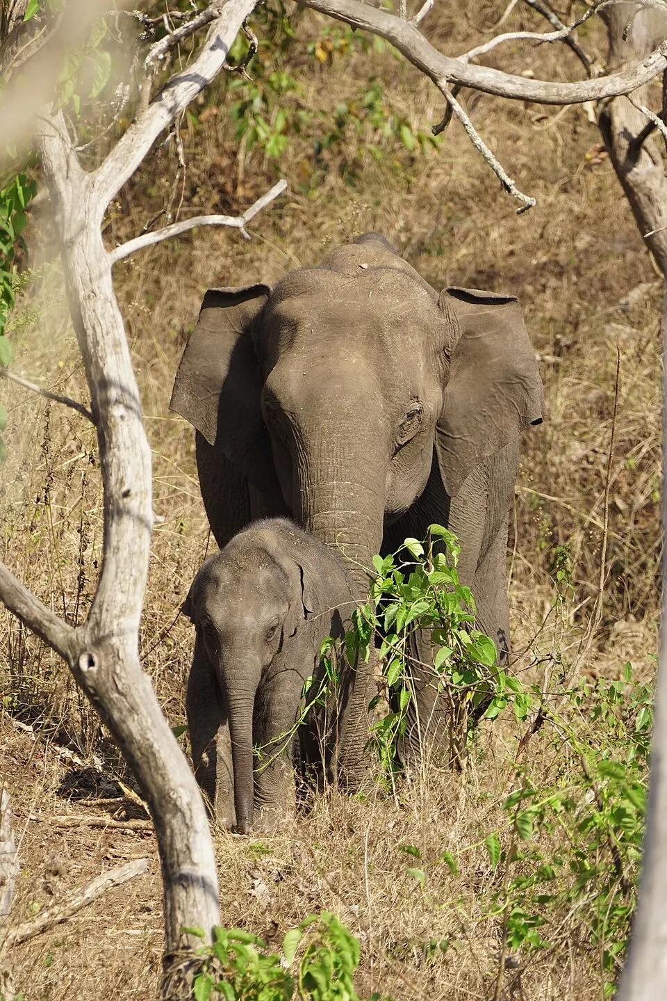 Mudumalai National Park