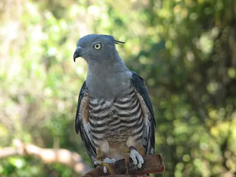 Triunia National Park