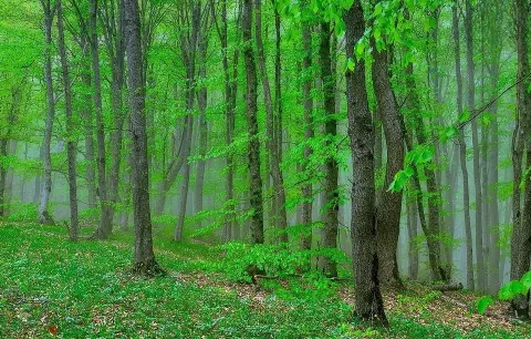 Altyaghach National Park