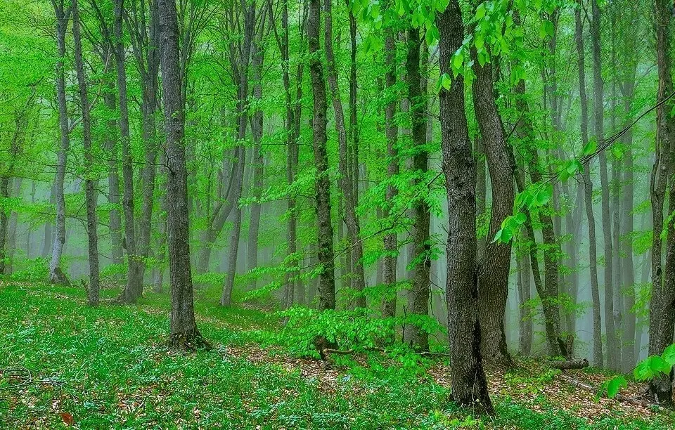 Altyaghach National Park