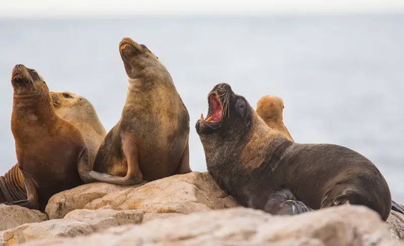 Islote Lobos National Park