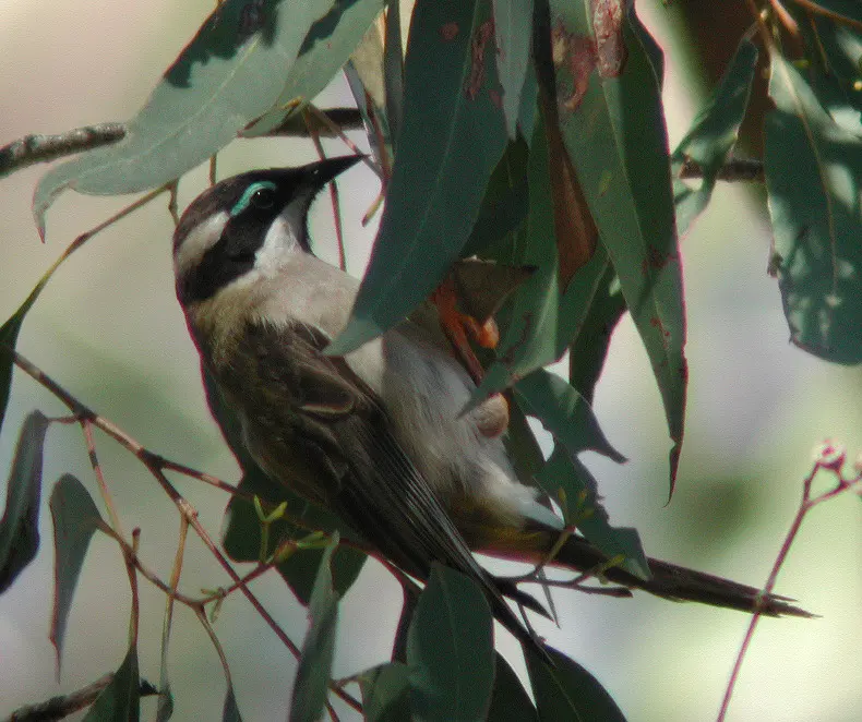 Narrien Range National Park
