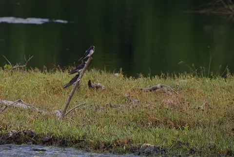 Chundikkulam National Park